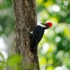 Datel indomalajsky - Dryocopus javensis - White-bellied Woodpecker o0450